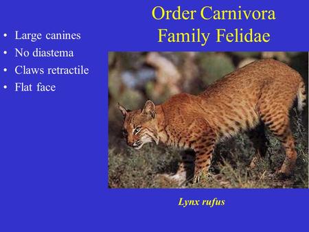 Order Carnivora Family Felidae Large canines No diastema Claws retractile Flat face Lynx rufus.