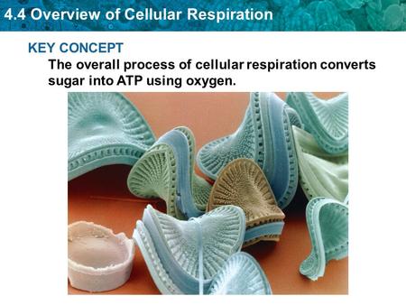 Cellular respiration makes ATP by breaking down sugars.