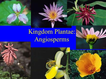 Kingdom Plantae: Angiosperms. Flowering plants 2 Classes: Monocots and dicots Flower part # already discussed. Other differences: 1) Cotyledons or seed.