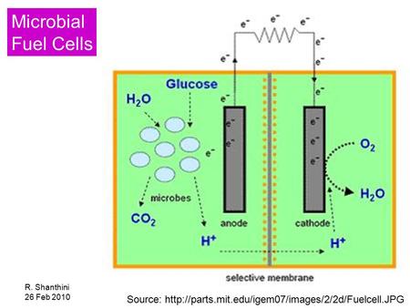 R. Shanthini 26 Feb 2010 Source:  Microbial Fuel Cells.