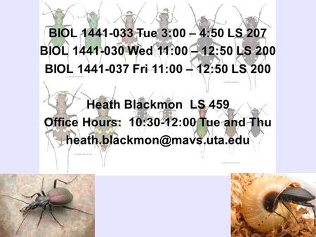 BIOL 1441-033 Tue 3:00 – 4:50 LS 207 BIOL 1441-030 Wed 11:00 – 12:50 LS 200 BIOL 1441-037 Fri 11:00 – 12:50 LS 200 Heath Blackmon LS 459 Office Hours: