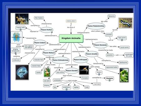 Biology - Chapter 28 “Arthropods”