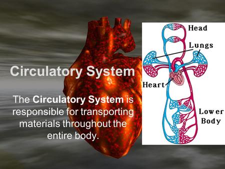 Circulatory System The Circulatory System is responsible for transporting materials throughout the entire body.