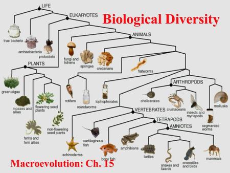 Biological Diversity Macroevolution: Ch. 15. Review What is microevolution? Evolution on the smallest scale –Generation to generation change in the frequencies.