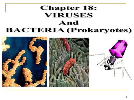 BACTERIA (Prokaryotes)