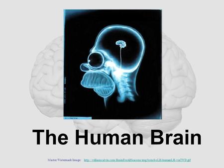 The Human Brain Master Watermark Image: