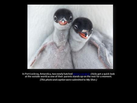 In Port Lockroy, Antarctica, two newly hatched gentoo penguin chicks get a quick look at the outside world as one of their parents stands up on the nest.