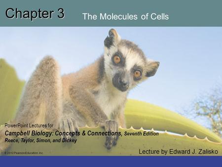 Chapter 3 The Molecules of Cells