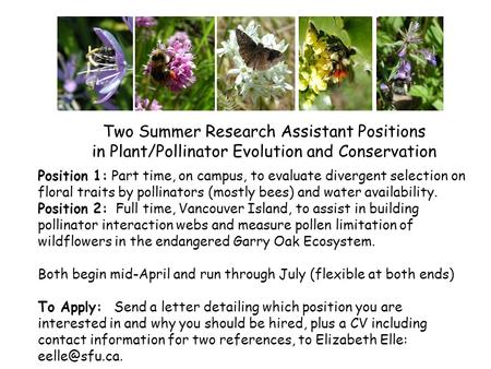 Two Summer Research Assistant Positions in Plant/Pollinator Evolution and Conservation Position 1: Part time, on campus, to evaluate divergent selection.