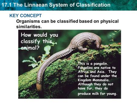 17.1 The Linnaean System of Classification KEY CONCEPT Organisms can be classified based on physical similarities. How would you classify this animal?