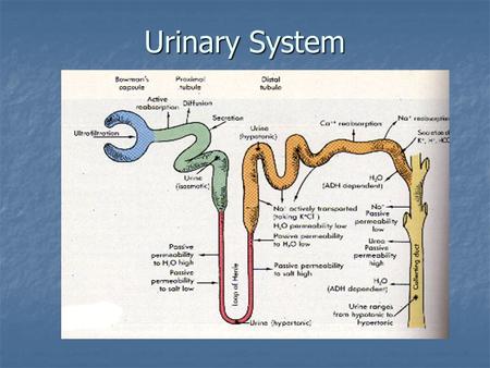 Urinary System. Secreted Substances Secreted Substances Hydroxybenzoates Hydroxybenzoates Hippurates Hippurates Neurotransmitters (dopamine) Neurotransmitters.