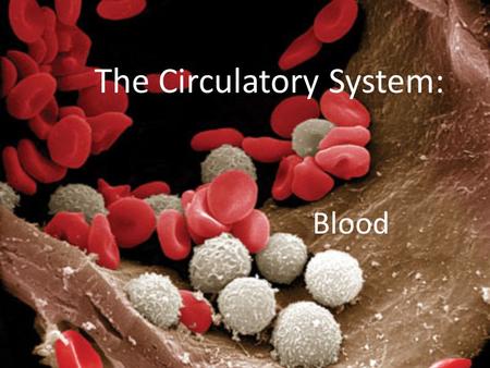 The Circulatory System: