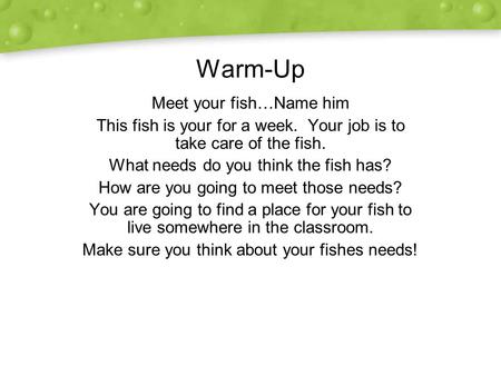 Warm-Up Meet your fish…Name him