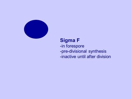 Sigma F -in forespore -pre-divisional synthesis -inactive until after division.