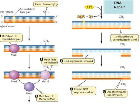 DNA Repair. Transcription Differences Between RNA & DNA 1.) RNA has 2’ OH 2.) RNA has uracil instead of thymine 3.) RNA is single stranded (but can fold.