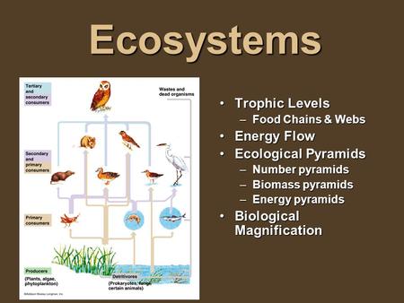 Ecosystems Trophic LevelsTrophic Levels –Food Chains & Webs Energy FlowEnergy Flow Ecological PyramidsEcological Pyramids –Number pyramids –Biomass pyramids.