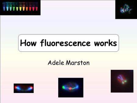 How fluorescence works Adele Marston. Topics covered X The nature of light and colour X Colour detection in the human eye X The physical basis of fluorescence.