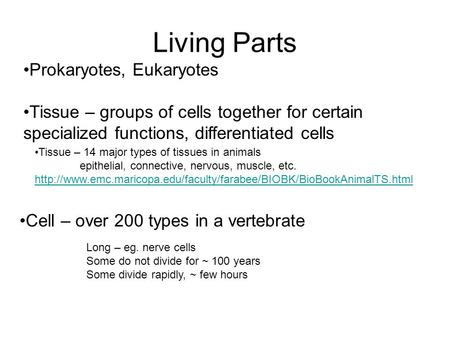 Living Parts Prokaryotes, Eukaryotes Tissue – groups of cells together for certain specialized functions, differentiated cells Tissue – 14 major types.