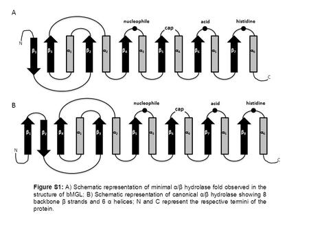 Figure S1: A) Schematic representation of minimal α/β hydrolase fold observed in the structure of bMGL; B) Schematic representation of canonical α/β hydrolase.