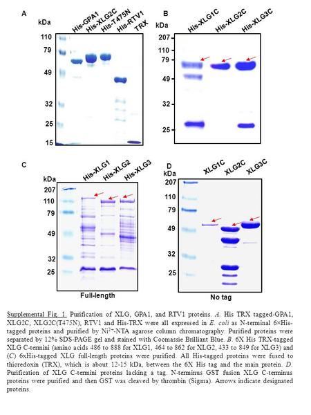 110 kDa 207 110 79 49 32 25 kDa His-XLG1 His-XLG2 His-XLG3 kDa His-GPA1 His-T475N 110 79 49 32 25 15 His-XLG2C His-RTV1 TRX 207 79 49 32 25 His-XLG1C His-XLG2C.