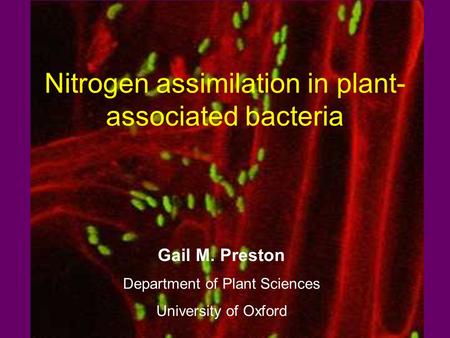 Nitrogen assimilation in plant- associated bacteria Gail M. Preston Department of Plant Sciences University of Oxford.