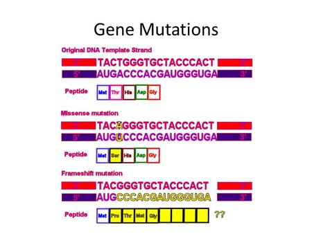 Gene Mutations.