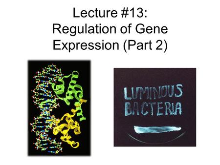 Lecture #13: Regulation of Gene Expression (Part 2)