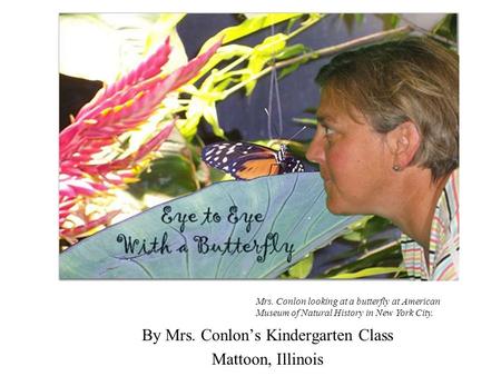 By Mrs. Conlon’s Kindergarten Class Mattoon, Illinois Mrs. Conlon looking at a butterfly at American Museum of Natural History in New York City.