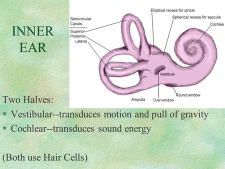 Two Halves: §Vestibular--transduces motion and pull of gravity §Cochlear--transduces sound energy (Both use Hair Cells) INNER EAR.