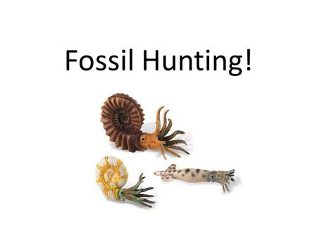 Fossil Hunting!.