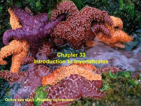 Ochre sea stars, Pisaster ochraceus