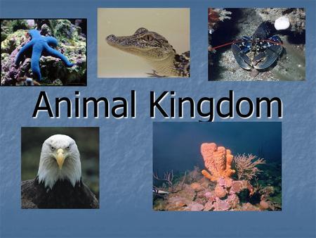 Animal Kingdom.