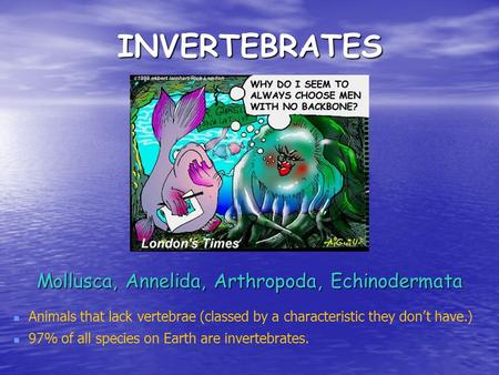 INVERTEBRATES Mollusca, Annelida, Arthropoda, Echinodermata Animals that lack vertebrae (classed by a characteristic they don’t have.) 97% of all species.