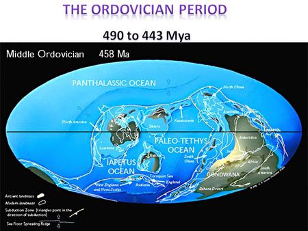 Snail Bivalve Mollusk - nautiloid Largest animal Carnivore Prey – fish, arthropods Jet propulsion Buoyancy.