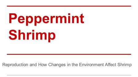 Peppermint Shrimp Reproduction and How Changes in the Environment Affect Shrimp.