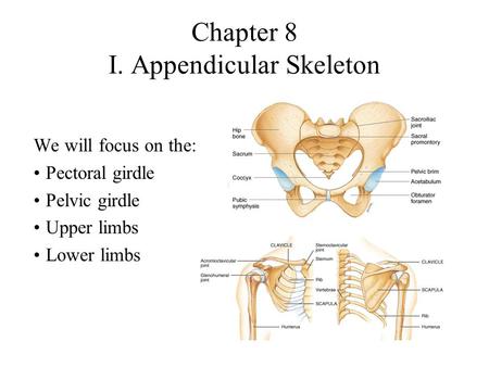 Chapter 8 I. Appendicular Skeleton