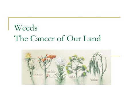 Weeds The Cancer of Our Land. Why Care? “The spread of noxious weeds may signal the decline of entire ecological watersheds. They severely impact the.