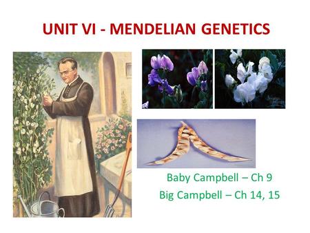 UNIT VI - MENDELIAN GENETICS Baby Campbell – Ch 9 Big Campbell – Ch 14, 15.