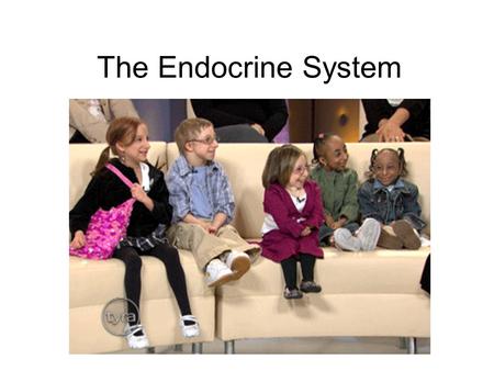 The Endocrine System.