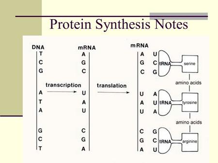 Protein Synthesis Notes. If DNA cannot leave the nucleus – How can it get the instructions out to make the proteins needed to survive?????? Genetic information.