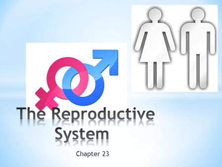 The Reproductive System