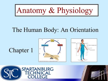 The Human Body: An Orientation