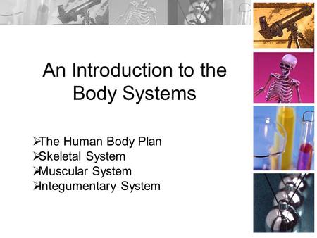 An Introduction to the Body Systems