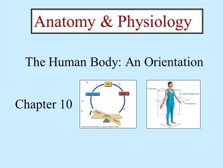 The Human Body: An Orientation