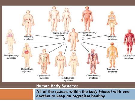 Human Body Systems: All of the systems within the body interact with one another to keep an organism healthy.