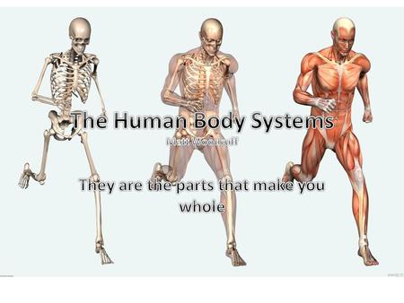 Respiratory System The function of the respiratory is to inhale oxygen and exhale carbon dioxide. The interactions are that brain monitors the respiratory.