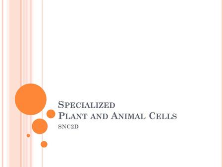 S PECIALIZED P LANT AND A NIMAL C ELLS SNC2D. R EGENERATION Process whereby a body part is replaced or re-grown through the process of mitosis The liver.