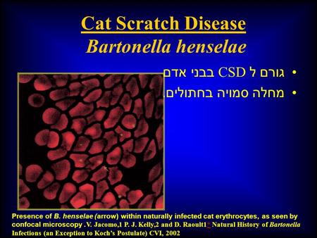 גורם ל CSD בבני אדם. מחלה סמויה בחתולים. Presence of B. henselae) arrow) within naturally infected cat erythrocytes, as seen by confocal microscopy. V.