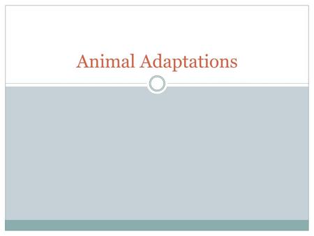 Animal Adaptations.