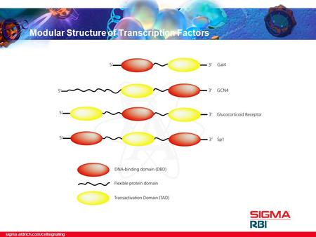 Sigma-aldrich.com/cellsignaling Modular Structure of Transcription Factors.